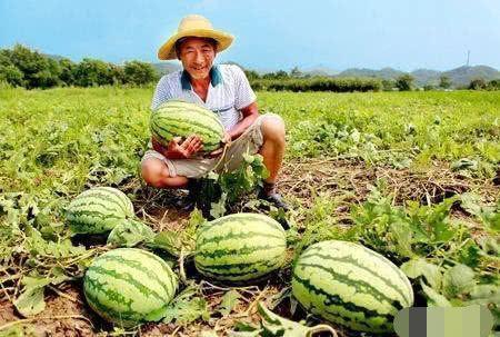 路边吃瓜事件