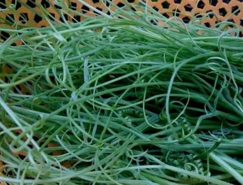 瓜须怎么吃,解锁健康美味新选择