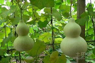 怀孕吃葫芦瓜利与弊,益处与注意事项解析