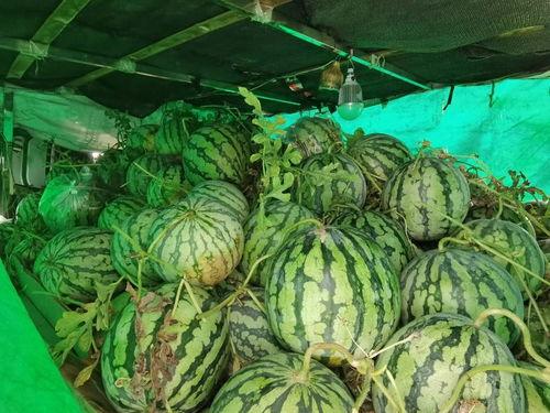 亚太人民吃瓜,瓜果飘香，共享欢乐时光