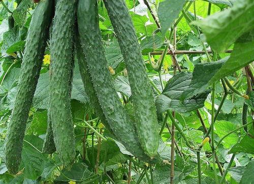 天天吃瓜每日大赛,天天吃瓜每日大赛精彩回顾