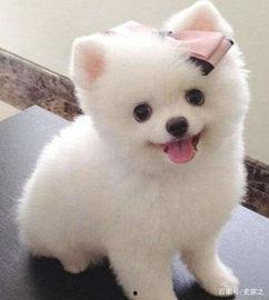 博美吃瓜呕吐,宠物饮食安全警示